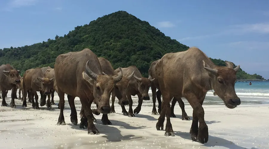 طبیعت وحشی و دستنخورده اندونزی