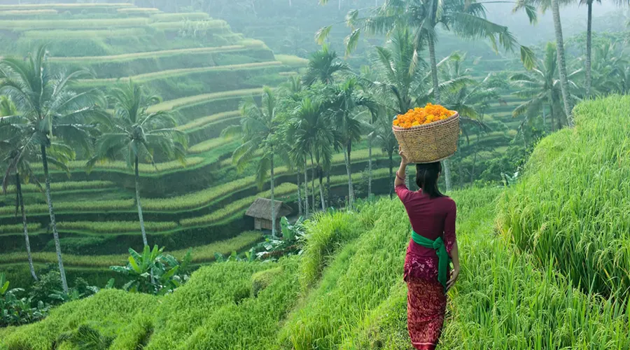 طبیعت گرمسیری و جنگلهای بالی